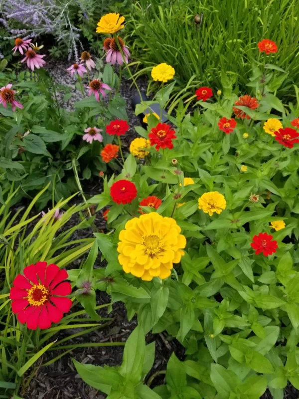 Profusion AAS Mix Zinnia Seeds photo review