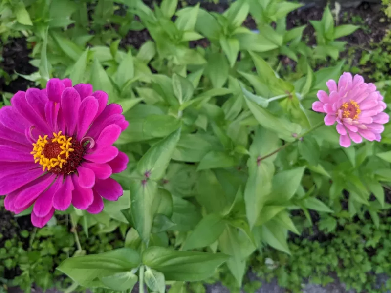 Profusion AAS Mix Zinnia Seeds photo review