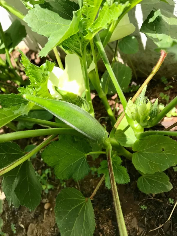 Bull Dog Okra Seeds photo review