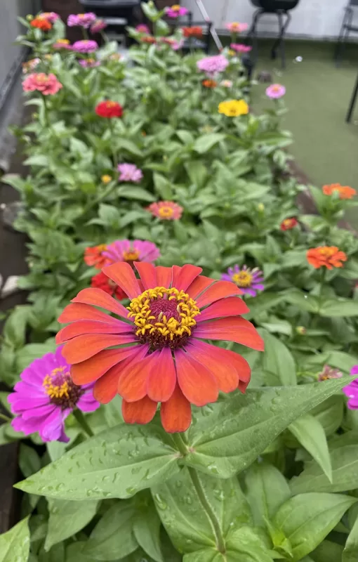 Profusion AAS Mix Zinnia Seeds photo review