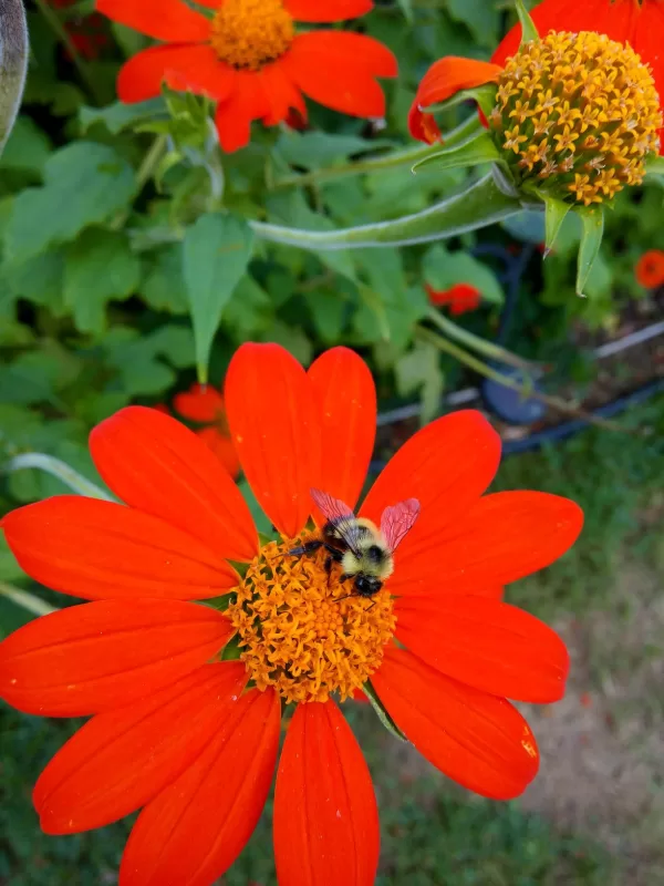 Fiesta del Sol Mexican Sunflower Seeds photo review