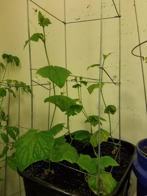 Tasty Green Hybrid Cucumber Seeds photo review