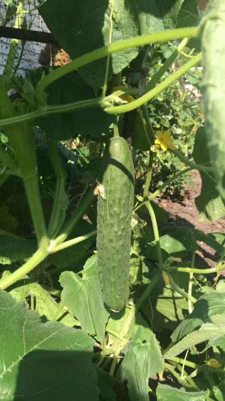 Saladmore Bush Hybrid Cucumber Seeds photo review