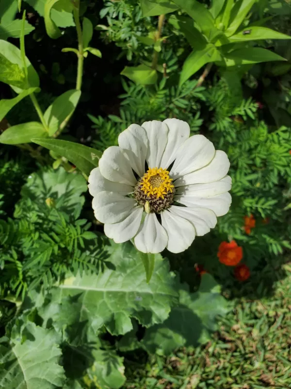 Profusion Double Sunrise Mix Zinnia Seeds photo review