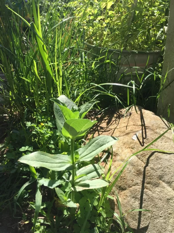 Queeny Lime Orange Zinnia Seeds photo review