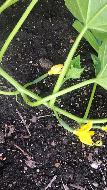 Tasty Green Hybrid Cucumber Seeds photo review