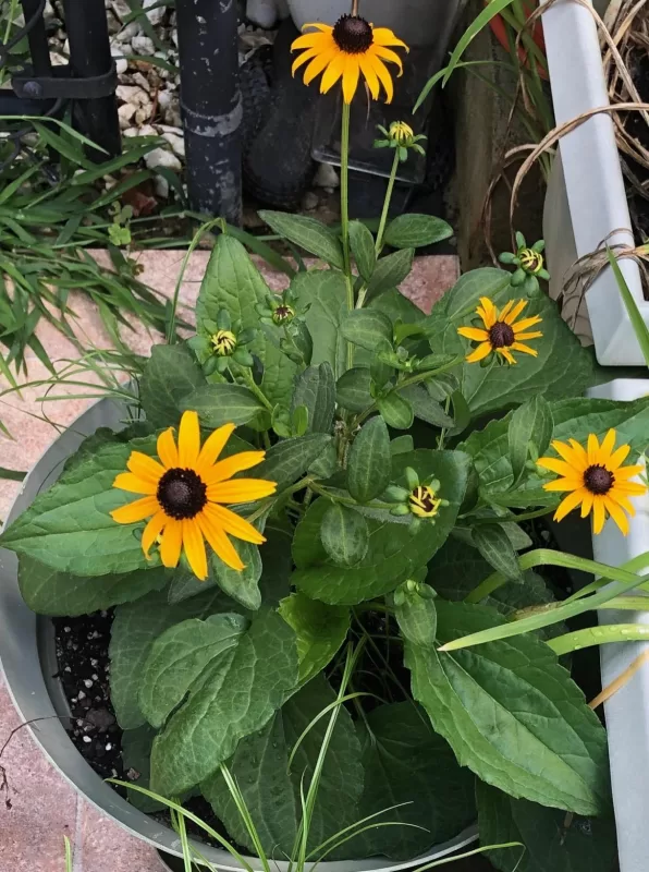 Rudbeckia 'Little Goldstar' Seed photo review