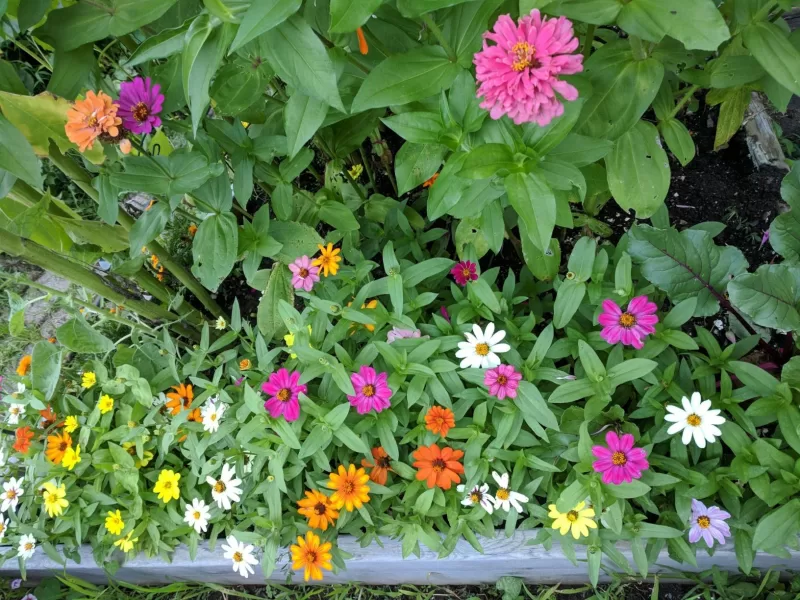 Profusion AAS Mix Zinnia Seeds photo review