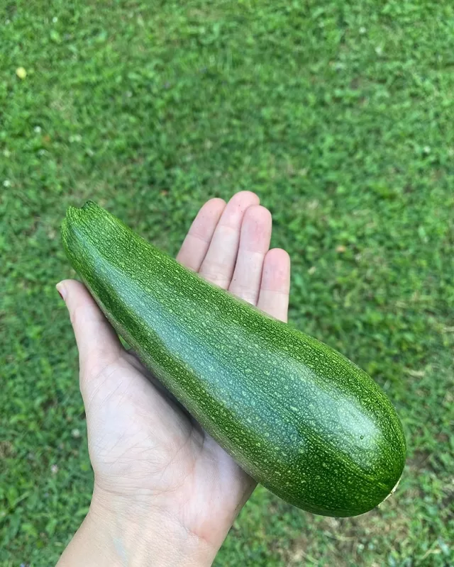 Spineless Beauty Hybrid Squash Seeds photo review