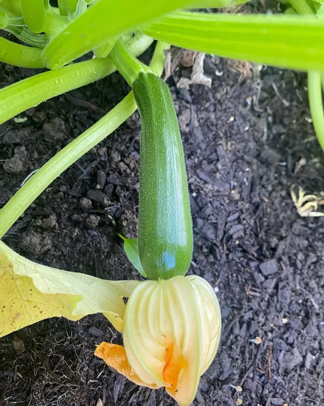 Spineless Beauty Hybrid Squash Seeds photo review