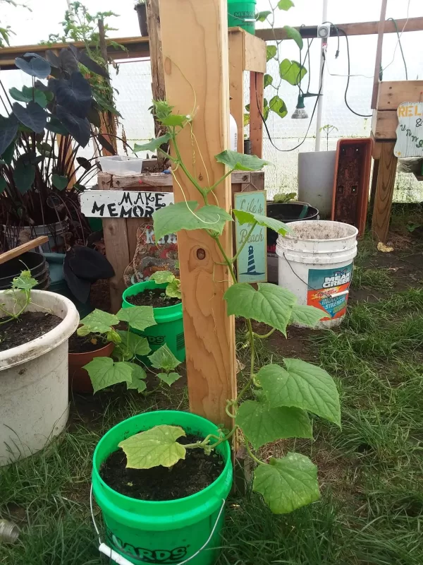 Saladmore Bush Hybrid Cucumber Seeds photo review