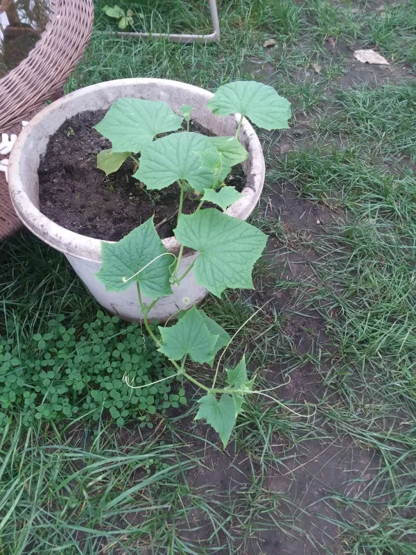 Tasty Green Hybrid Cucumber Seeds photo review