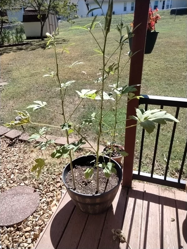 Clemson Spineless Okra Seeds photo review