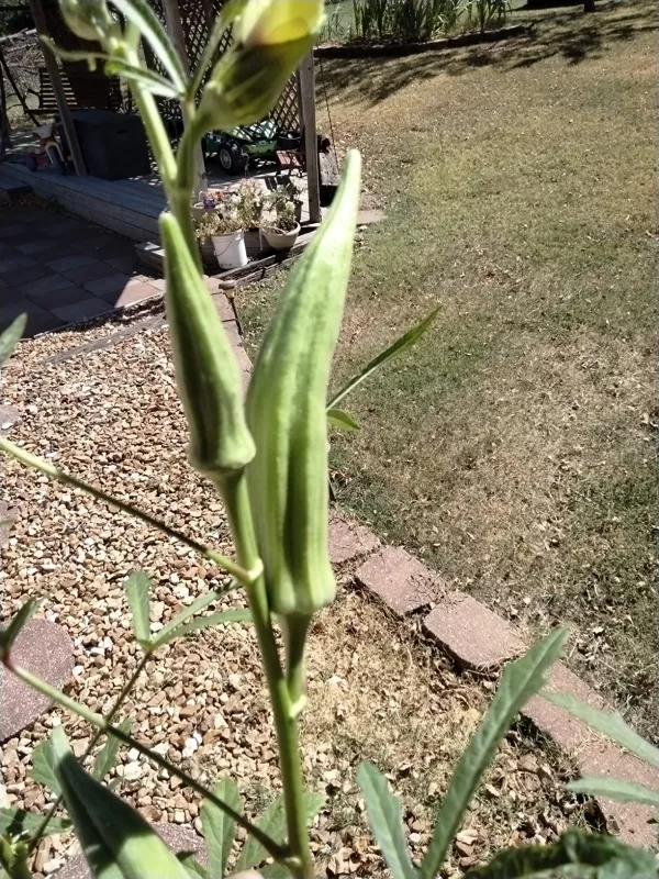 Clemson Spineless Okra Seeds photo review