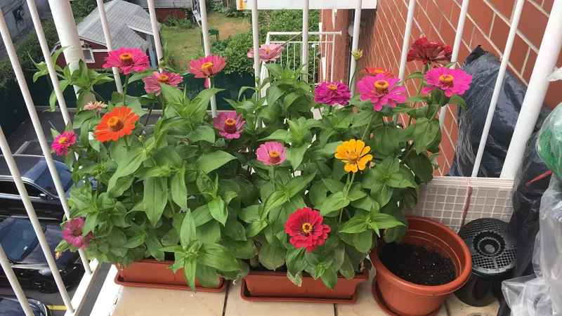 Profusion Double Sunrise Mix Zinnia Seeds photo review