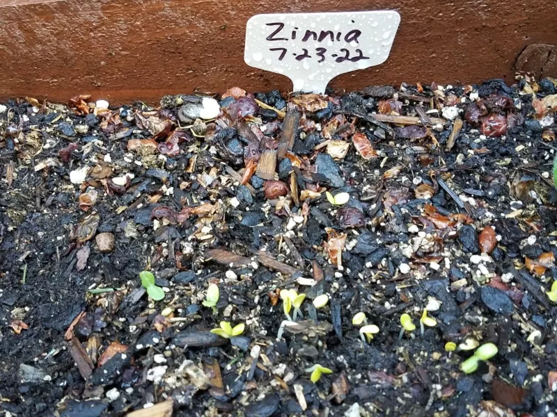 Profusion Double Sunrise Mix Zinnia Seeds photo review