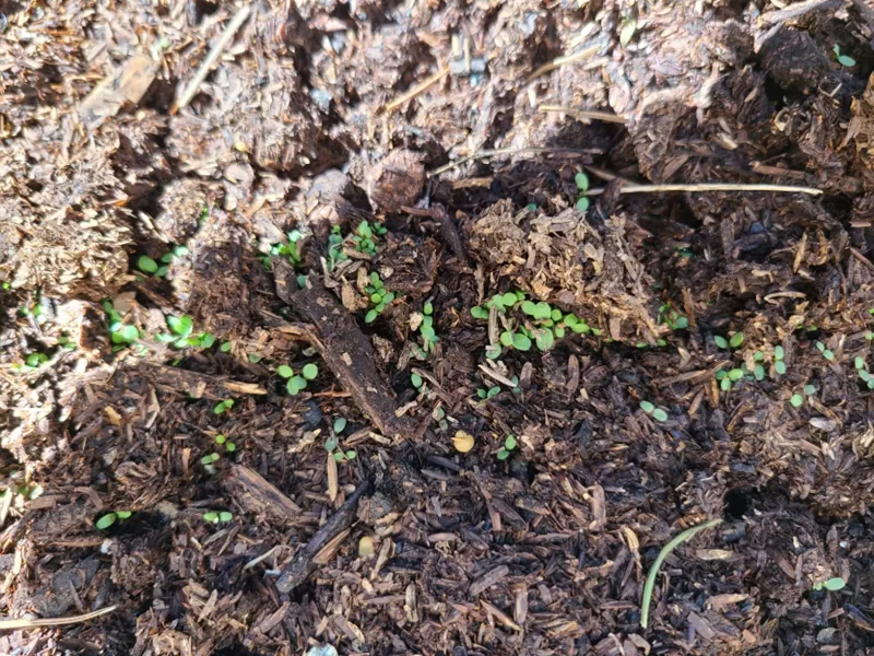 Mixed Colors Moss Verbena Seeds photo review