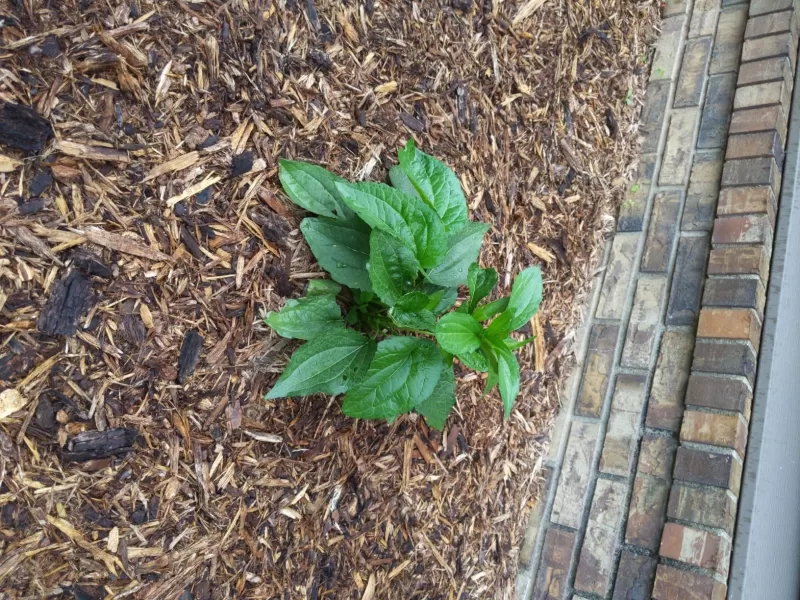 Rudbeckia 'Little Goldstar' Seed photo review