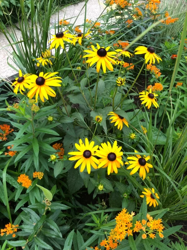 Rudbeckia 'Little Goldstar' Seed photo review