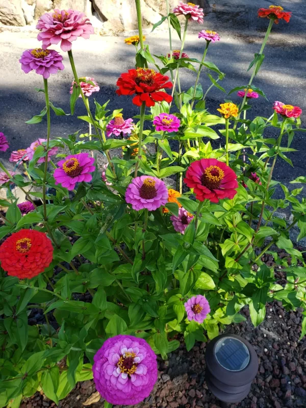 Dreamland™ Mix Hybrid Zinnia Seeds (P) Pkt of 25 seeds photo review