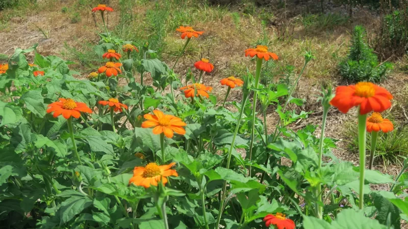 Fiesta del Sol Mexican Sunflower Seeds photo review