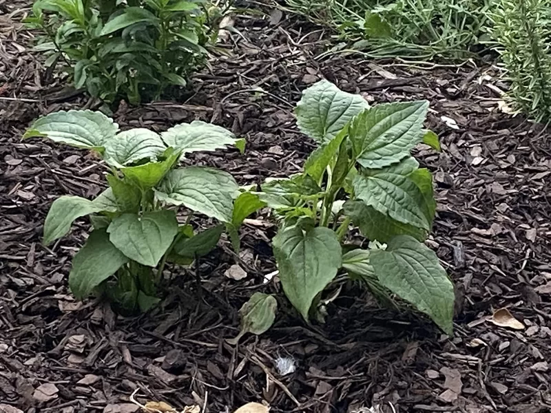 Rudbeckia 'Little Goldstar' Seed photo review