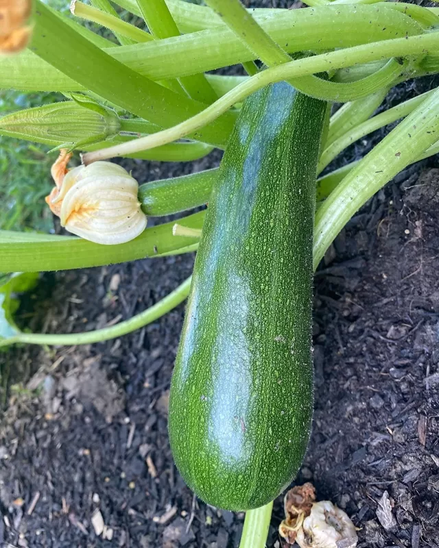 Spineless Beauty Hybrid Squash Seeds photo review