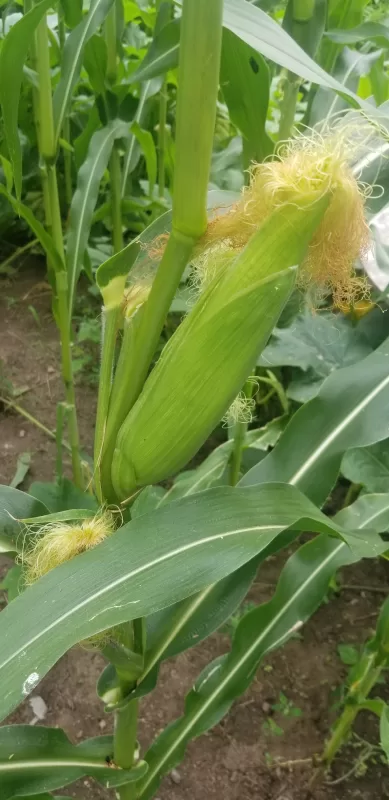 Wholesale corn seeds Custom order photo review