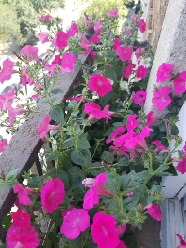 Tidal Wave™ Hot Pink Hybrid Petunia Seeds photo review