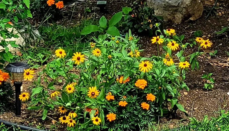 Goldsturm Strain Rudbeckia Seeds photo review