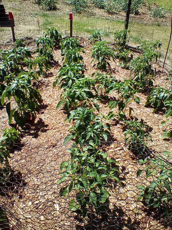Tabasco Pepper Seeds photo review