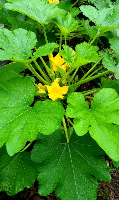 Spineless Beauty Hybrid Squash Seeds photo review