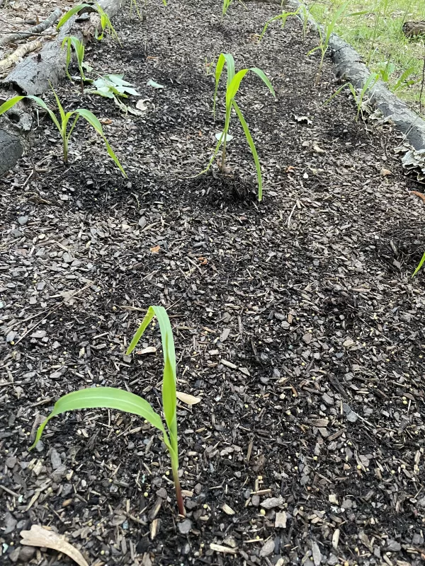 Ambrosia Hybrid Corn Seeds photo review