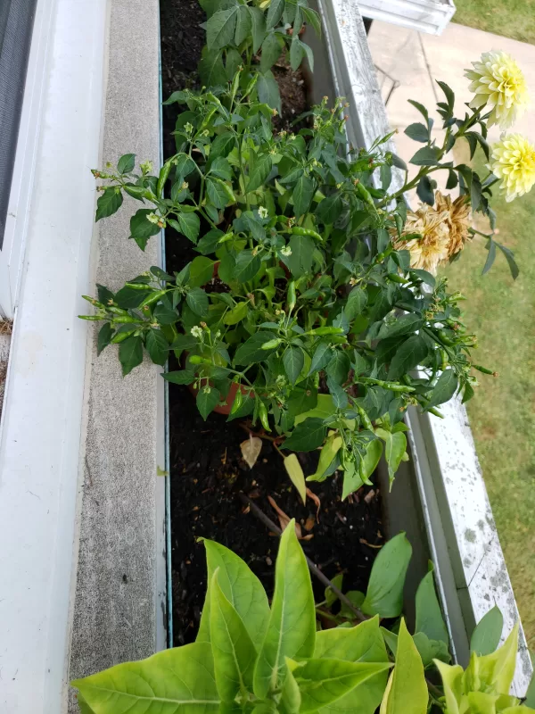Garden Salsa Hybrid Pepper Seeds photo review