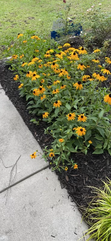 Rudbeckia 'Little Goldstar' Seed photo review