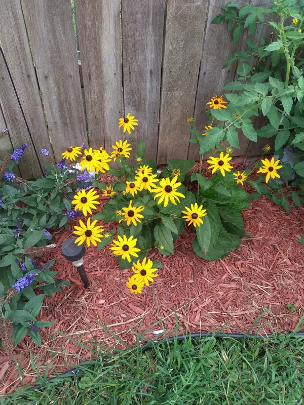 Rudbeckia 'Little Goldstar' Seed photo review