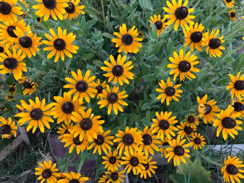 Rudbeckia 'Little Goldstar' Seed photo review