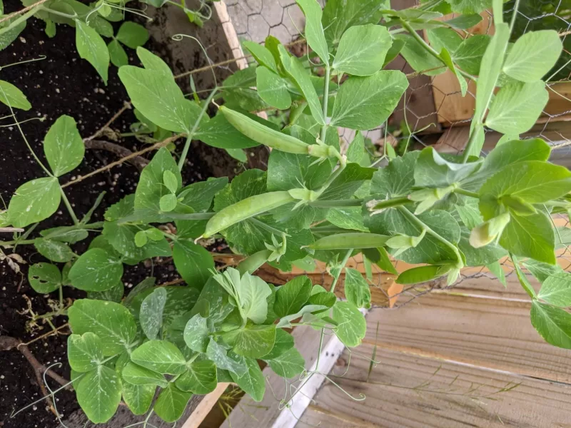 Super Sugar Snap Pea Seeds photo review