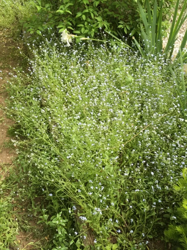 50 Myosotis Sylvatica Grass Seeds Green Garden Plant photo review