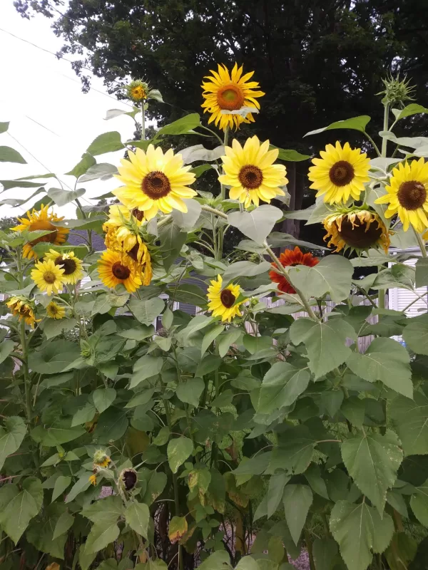 Van Gogh Mix Sunflower Seeds photo review