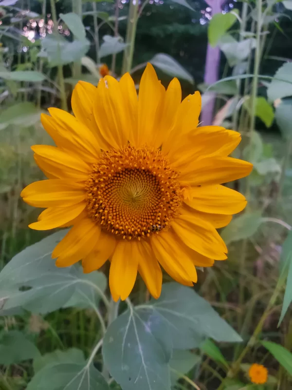 'Autumn Time' Sunflower Seeds photo review