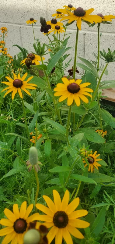 Rudbeckia 'Little Goldstar' Seed photo review