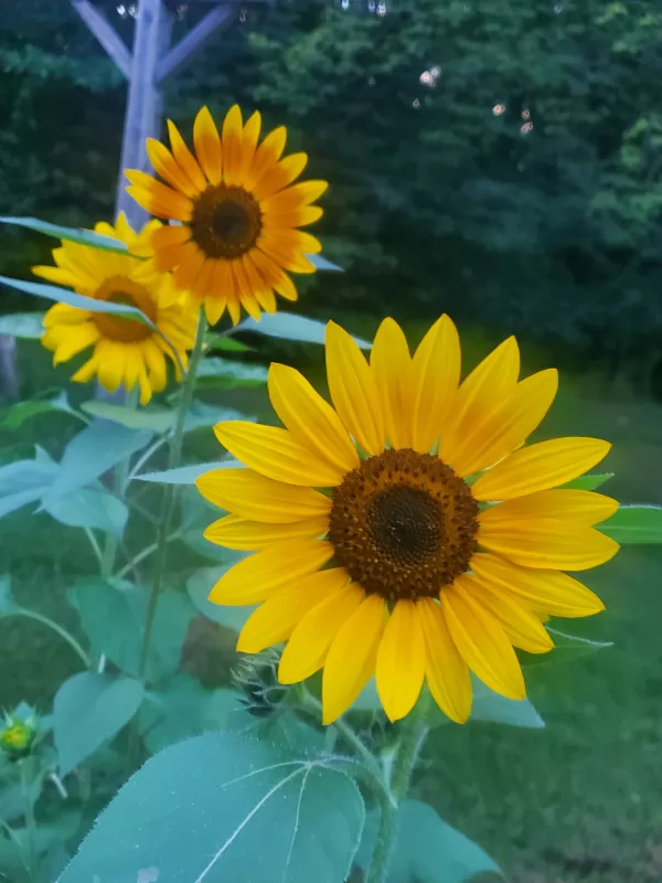 'Autumn Time' Sunflower Seeds photo review