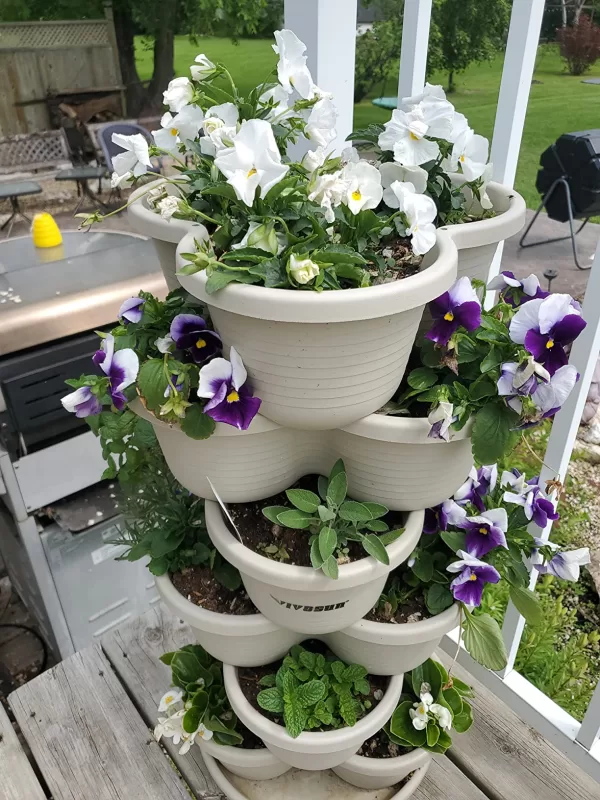 Cool Wave® Violet Wing Pansy Seeds photo review