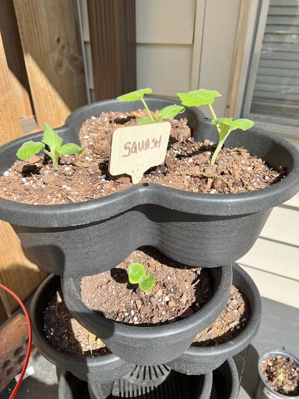 Partenon Hybrid Squash Seeds photo review