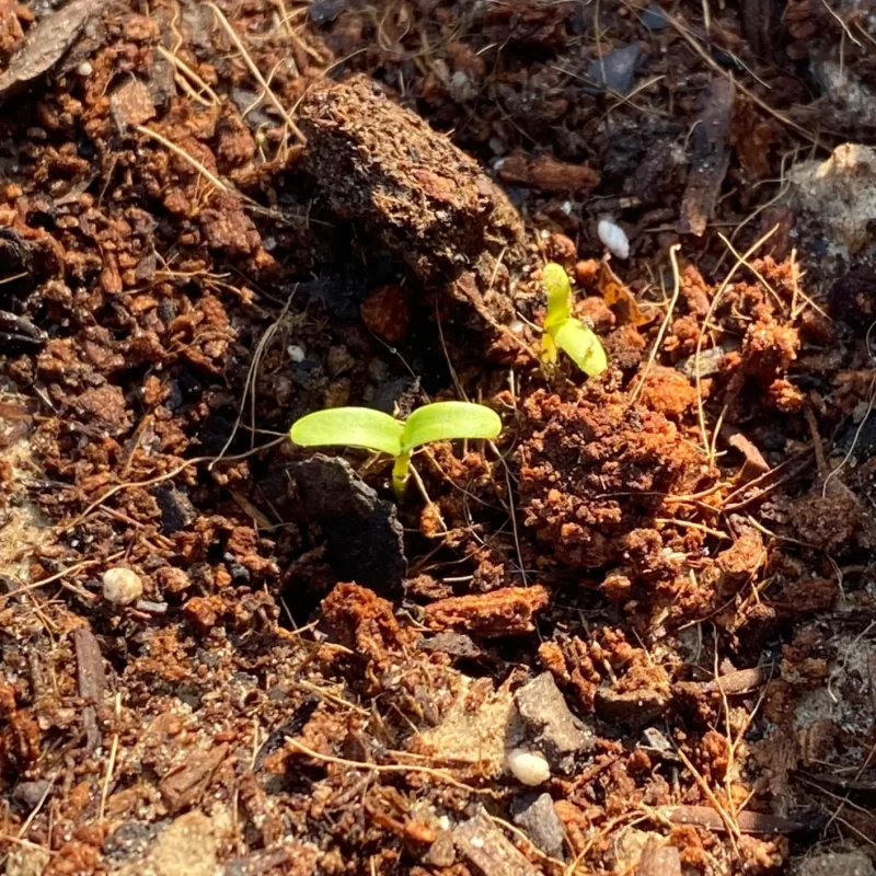 Inca II Gold Hybrid Marigold Seeds photo review