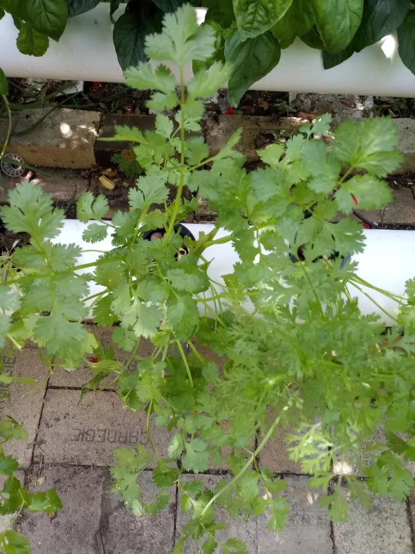 Calypso Cilantro Seeds photo review