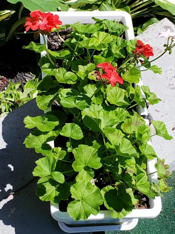 Maverick™ Scarlet Geranium Seeds photo review