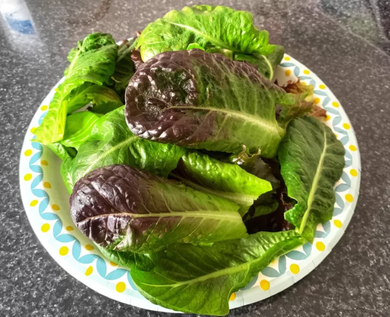 Mini Romaine Blend Lettuce Seeds photo review