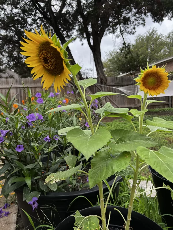 'Autumn Time' Sunflower Seeds photo review